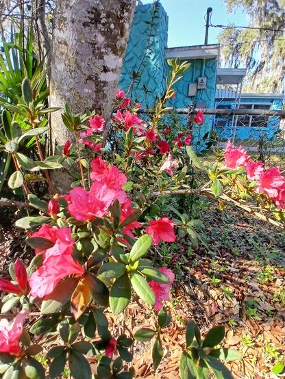 A pink azalea bush in bloom.