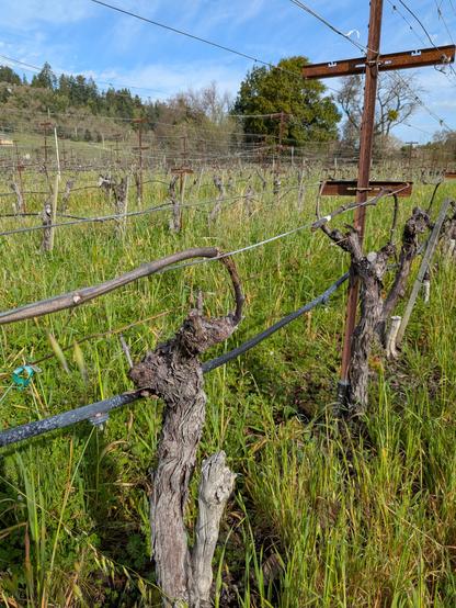 Prunes Chardonnay vines. The vines have just one cane on each side. Each cane is tied down to a fruiting wire where the clusters will mature.