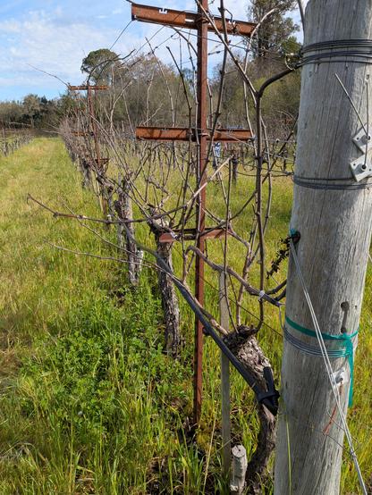 Chardonnay vine that has not been pruned. Last years canes have grown from a previous years old cane.