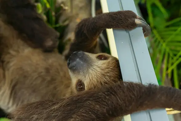 Its a two-toed sloth looking with big brown eyes towards the camera. It holds tight on a matal rod.