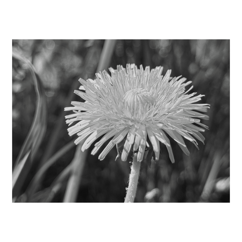 Close-up of a dandelion flower. (Version françæ) Grox plan sur æn fleur de pissenlit.
