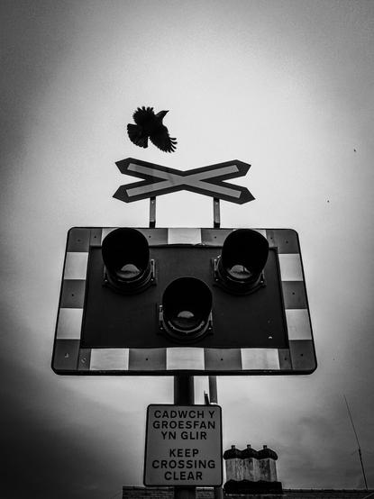 A high-contrast monochrome image of a railway crossing signal. A
A jackdaw taking flight above the St Andrew's Cross is silhouetted against the overcast sky. There is a "KEEP CROSSING CLEAR" in Welsh and English.