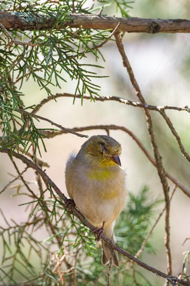 Puffed-up American Goldfinch perched asleep on a juniper branch, eyes closed, photographed close up