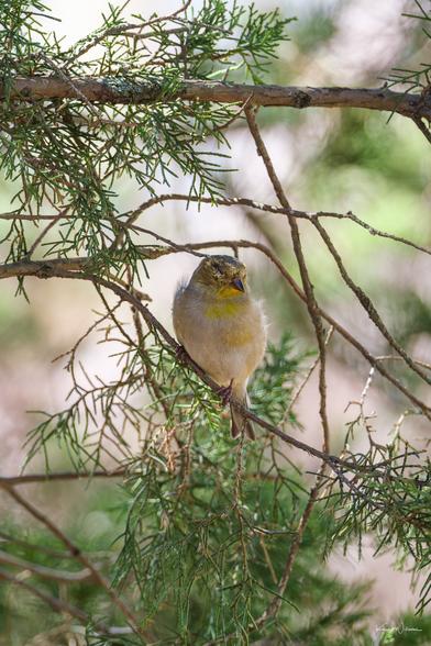 American Goldfinch perched in juniper branches, eyes half-closed, facing the camera