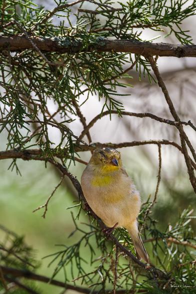 American Goldfinch sitting fluffed on a bare juniper branch surrounded by green foliage