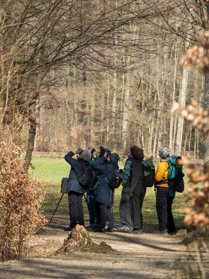 Eine kleine Gruppe interessierter Teilnehmenden beobachten einen Vogel am Waldrand.