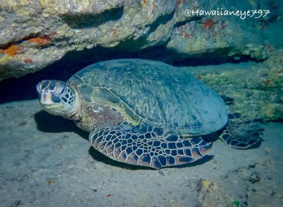 A sea turtle resting on a rocky ledge at an ocean reef. It has a smooth rounded carapace and flattened fins folded against its body covered with a mosaic of leathery patches.