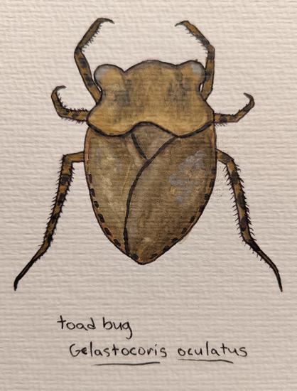 Watercolor of a bug that looks like a toad.
