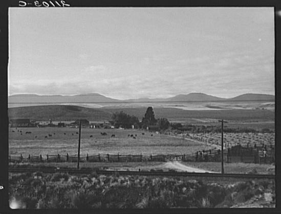 The image depicts a vast rural landscape with an expansive field dotted with cattle. In the midground, there's a small farmstead characterized by several structures including what appears to be a silo or storage building and other outbuildings indicative of agricultural activity. A fence runs parallel along one side of this property, delineating it from another section where crops are planted in rows.
Beyond the immediate vicinity of the farm, rolling hills stretch into the distance under an overcast sky, creating a sense of depth and isolation typical of rural areas. The terrain is predominantly flat with slight undulations, suggesting arid or semi-arid climate conditions suitable for grazing livestock but less conducive to dense vegetation growth.
The absence of modern amenities such as roads lined with vehicles or electronic infrastructure further emphasizes the setting's remoteness and simplicity, a common trait in ranches located away from urban centers. The overall monochromatic tone suggests an older photograph capturing life on what could be one of America’s traditional livestock farms during mid-20th century times.
There are no visible human figures present; this emphasis adds to the stillness and tranquility often associated with rural settings like a ranch in Finger Valley, Oregon, as suggested by contextual clues.