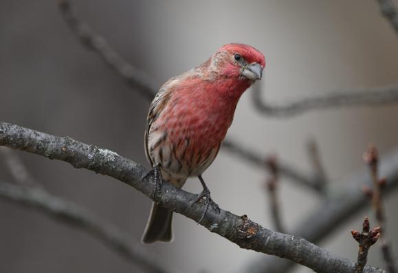 Bird is perched on a bare branch facing the camera with a slight lean to the right, as if peering around a corner. Pale crimson color on head neck and chest. Sides and bottom are white with thin brown stripes. Large gray beak with a black eye.