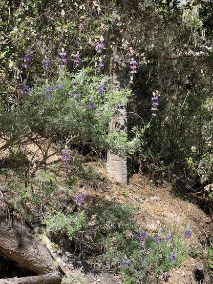 Lavender colored lupine growing along a Monterey County roadside.
