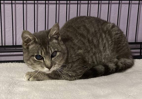 Photo of an adolescent gray tabby cat crouching on a beige towel. He looks uncertain and a little grumpy. His left eye is partially cloudy (possible FIP complication). Behind him are the bars of a dog crate, because I can't be chasing him all over the place to give him lifesaving medicine and having him in a smaller enclosure will help with socialization.