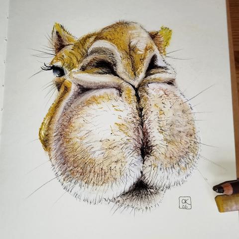 Portrait of a camel drawn in pastel.