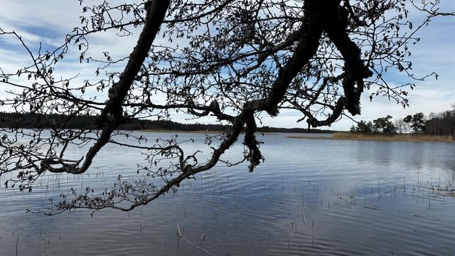 Photo of the sea from the shore with islands not to far away, and a large branch coming into the picture from above.