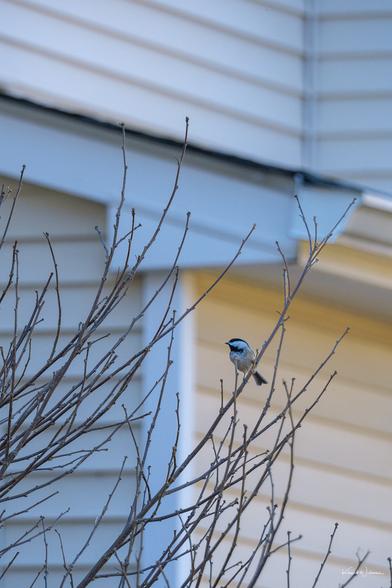 Carolina Chickadee perched on a bare branch of a sassafras tree in winter against a house wall