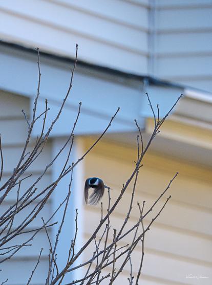 Carolina Chickadee launching into flight from a bare winter branch against a house wall