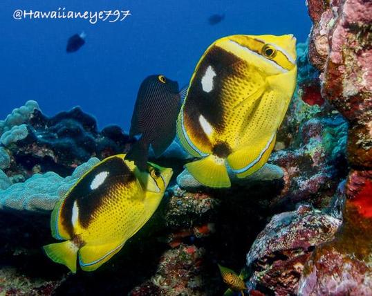 Two yellow fish swimming upwards on an ocean reef. The fish have dark saddles marked with two white spots on each side. Another dark fish with golden eye rings is in the background between the two fish. The reef is rocky and tinged pink.