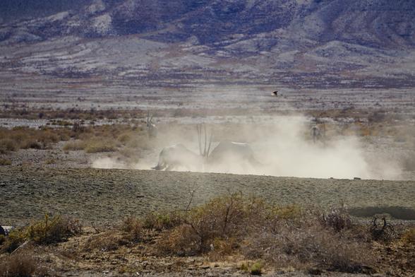 Two Oryx antelopes fighting against each other in a lot of dust