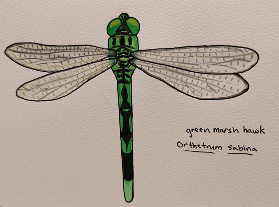 Watercolor of a green and black dragonfly.