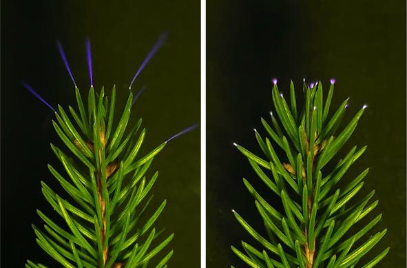 Two close-up photos of green spruce tree clippings in a lab, given an electric charge. Purple light is concentrated on the top dozen needle tips. The left photo has a purple ray shooting out a short distance from each tip. The right photo has stubby purple cones on the tips. It's primarily UV, but human eyes can see visible emissions in a very dark lab.