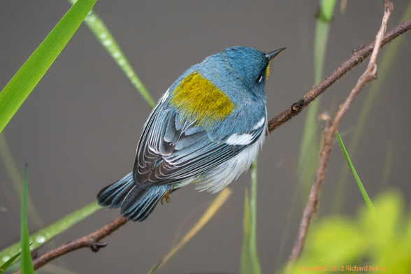 parula from above showing olive green "shawl" and wing bars, note that this photo was taken in 2012