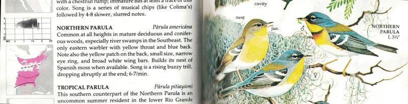 page fragment from my Golden Guide bird book, showing range and song phonogram