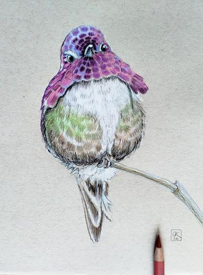 Illustration of a Costa's hummingbird sitting on a branch.