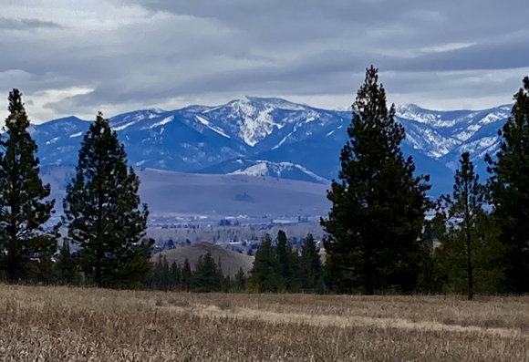 Across a field of golden grass, and beyond a line of conifers, a broad valley leads to wooded and snow laden mountains that rise dark against the gray sky.