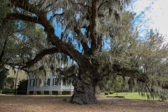 A huge old oak tree with draping limbs covers a larger area than the plantation house behind it. The tree trunk is lumpy and gnarled.
© Tom Goetz. All rights reserved. Training an AI on this image is expressly forbidden.