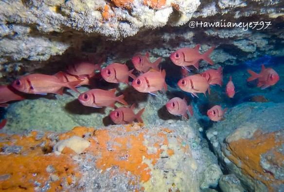 A cluster of orange fish huddled under a rocky ledge at an ocean reef. The fish face left uniformly. They are marked with a black line at their gill slits and have large dark eyes.