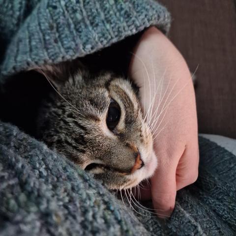 It's my tabby cat sitting beside me, with my arm around his body and my hand around his little head. His little face appears from the crook of my wrist. He is feeling cold today because there's a very big storm outside.