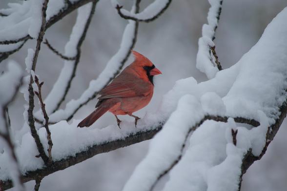 Bird is perched on a snow-covered branch with many other snow-covered branches in the background. Bird is facing away at an angle with its head turned toward the right. Bright red face and sharp crest with black patch on the neck and between the eyes and its orange bill. Body, wings, and tail are a muted red.