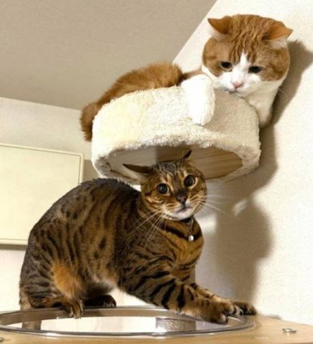 「何カッコつけてんだ!?」ヒーローのようにキメる猫と冷静すぎるツッコミの視線を送る猫 シュールすぎる構図に笑ってしまう 二匹の温度差に思わず吹き出す | LIMO | くらしとお金の経済メディア