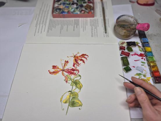 Male Gloriosa-Zweig (Lilienähnliche bizarre Magenta-orangefarbene Blüten)