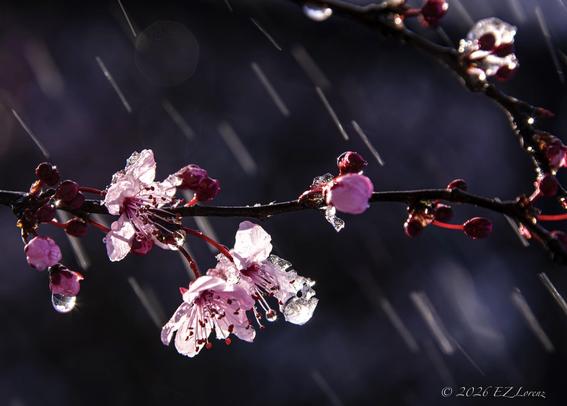 Delicate pink cherry blossoms are captured against a dark background, glistening with water drops from the melting snow. The lighting highlights the pink petals and the snowfall in the background beautifully.
This intimate, delicate moment was captured near Granite Falls, Washington on March 10, 2026.