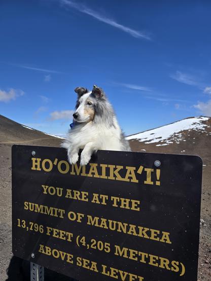 A dog places his paws on a sign welcoming you to the summit of Mauna Kea.