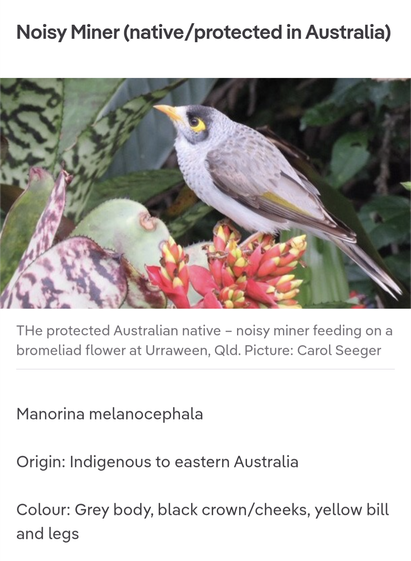 Noisy Miner (native/protected in Australia)
protected Australian native - noisy miner shown feeding on a bromeliad flower at Urraween, Qld. Picture: Carol Seeger
Manorina melanocephala
Origin: Indigenous to eastern Australia
Colour: Grey body, black crown/cheeks, yellow bill and legs