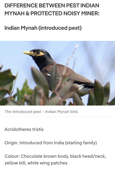DIFFERENCE BETWEEN PEST INDIAN
MYNAH & PROTECTED NOISY MINER:
Indian Mynah (introduced pest)
The introduced pest - Indian Mynah bird.
Acridotheres tristis
Origin: Introduced from India (starling family)
Colour: Chocolate brown body, black head/neck, yellow bill, white wing patches