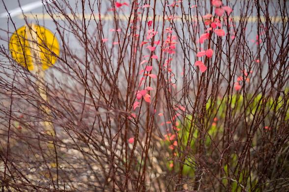 Branches with sparse pink leaves in the foreground, with a blurred yellow road sign and street in the background.