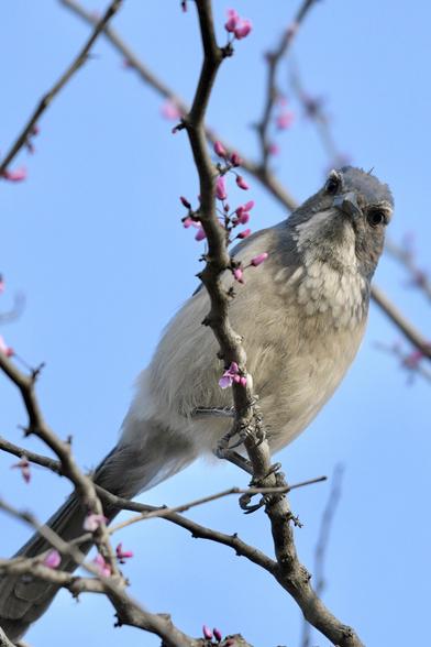 A California scrub jay perched on a branch with pink blossoms against a blue sky