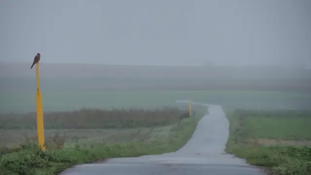 Gerade schmale Straße mit einem gelben Pfosten auf dem ein Falke sitzt