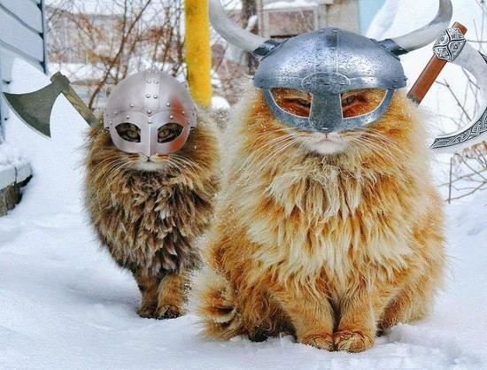Two cats in the snow, facing camera, viking helmets and axes strapped on their backs