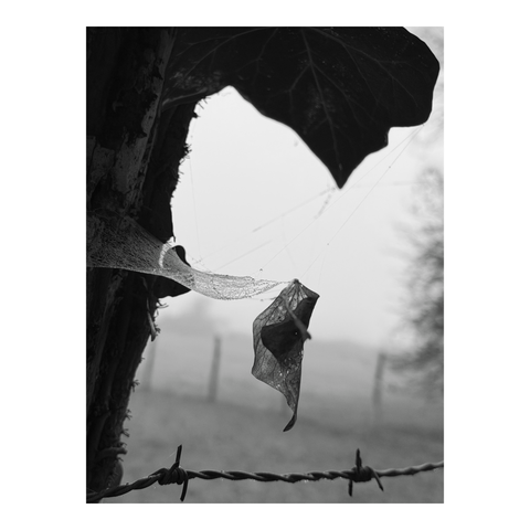 A dead leaf caught in a spider's web, hanging from a mossy, ivy-covered barbed wire fence post, against a backdrop of mist. (Version françæ) Feuille morx coinçæ dans æn toile d’araignée, accrochæ à æn poteau de clôture de barbelés moussux et couvær de lierre, sur fond de brume.