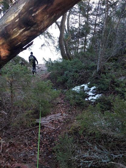 Photo of an animaltrail going down a slope through forest with part of a fallen tree in the upper left corner, and me almost at the shore with Zelde the dog right at my heels.