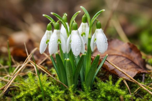 “Snowdrops pushing through the cold 🌱❄️
Spring whispers are here
Have you seen them blooming?
#Snowdrops #SpringIsComing #Nature