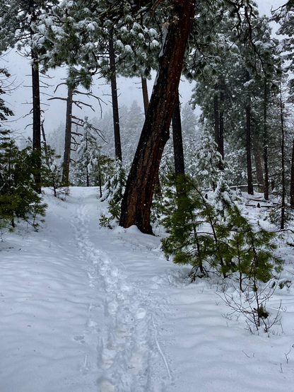 Atop a saddle of pine wood forest, tracks in the snow are the only indication of a trail. Ahead, the trail curves to the right ahead of a big drop, a mountain faintly visible through the falling snow, the sky gray.