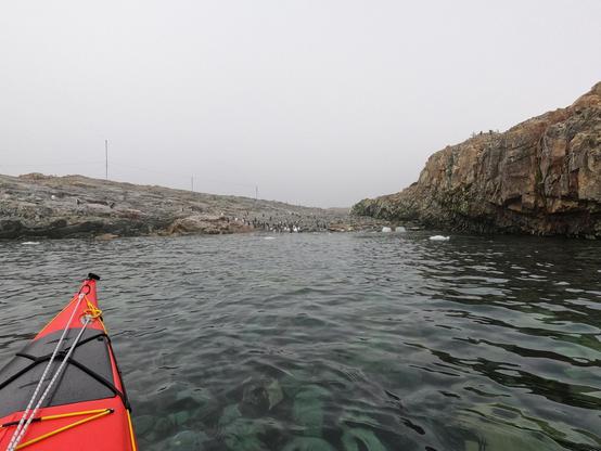 Tip of a kayak. A penguin rookery in the background