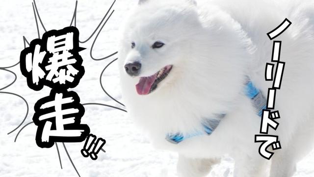 ノーリードでゲレンデを爆走するサモエドがこちらです!