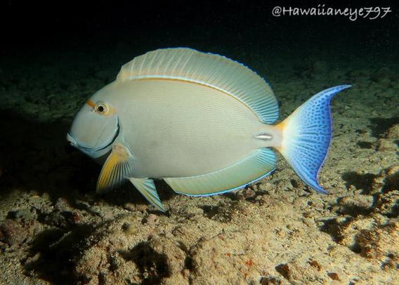 A gray fish as long as your forearm swims over an ocean reef at night. The fish is marked with a shaded blue tail and less so on the dorsal and anal fins. Its pectoral fins are faintly yellow. It has a rugby shape, but slim profile when seen from the front.