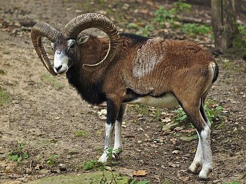 Mufflon Foto aus der Wiki